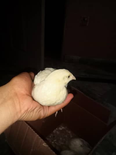 white btair 4 pic