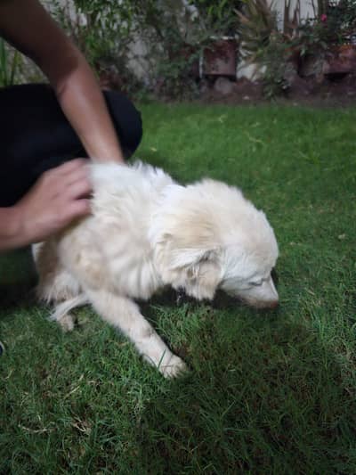 Russian female dog