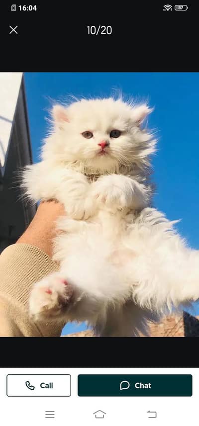 Persian cat for sale male or female my WhatsApp0309=3629454