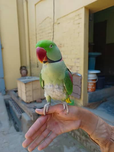 raw parrot for sale