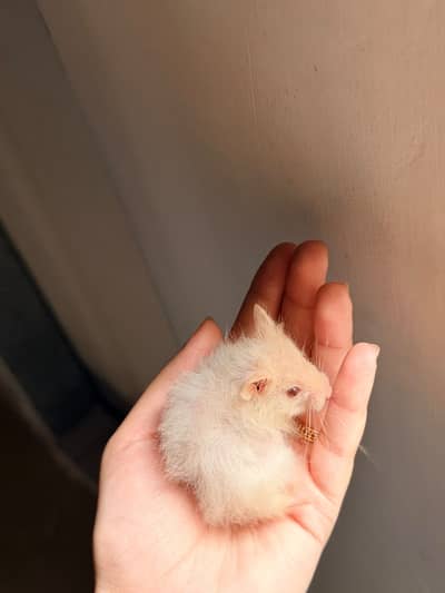 Short hair male hamster (unique)