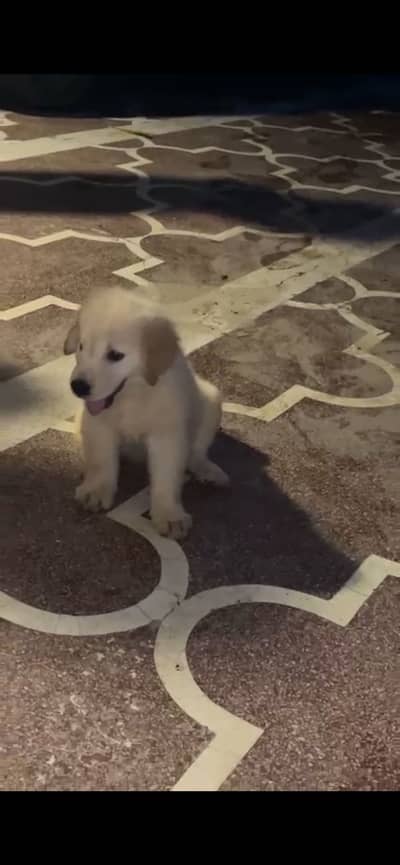 Golden retriever puppy for sale