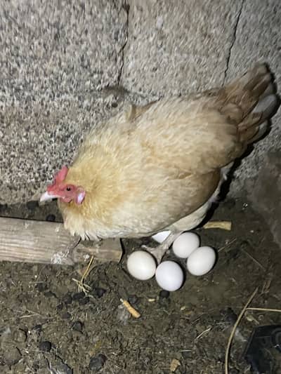 Animals seller