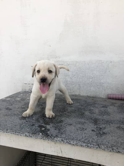 Labrador female puupy