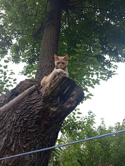 Fully Trained Ginger Double-Coat Cat Available!  Open for Offers