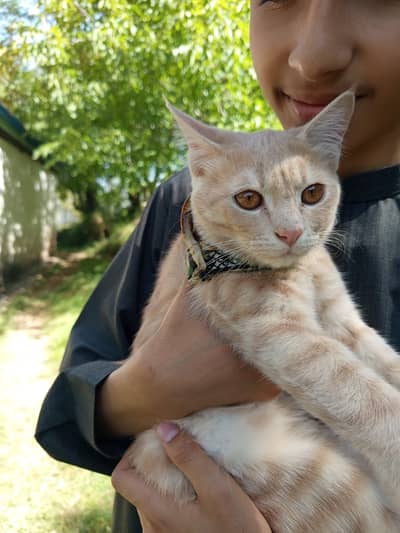 Fully Trained Ginger Double-Coat Cat Available!  Open for Offers