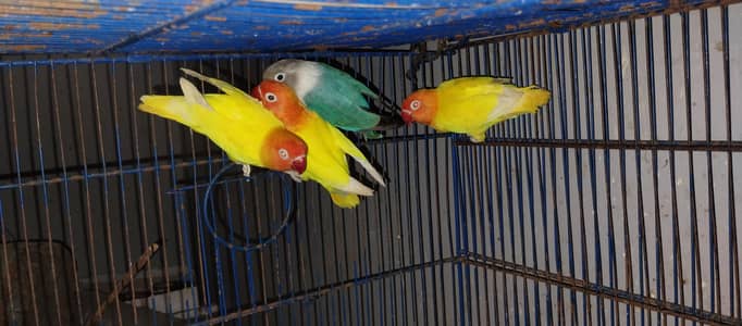 albaino pair red eye for sale