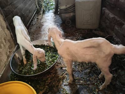 bakri or 2 bachy bakry