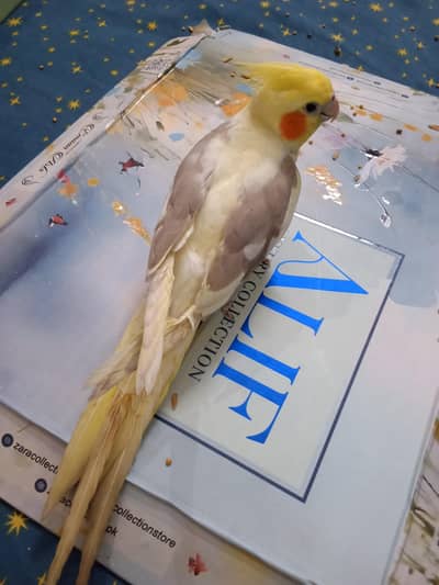 hand tame cocktail