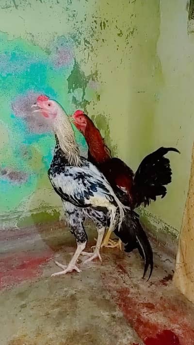 Thai Asel Murga pair