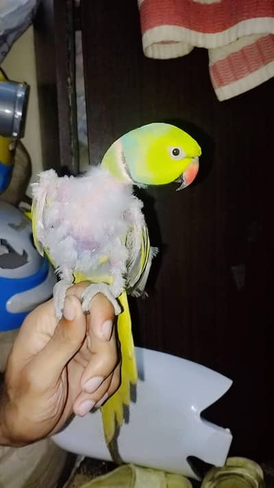 Face To Face Talking Ringneck Parrot