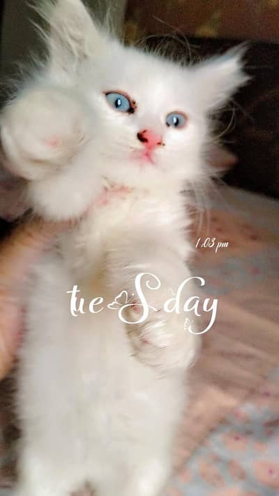 Persian kitten