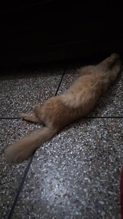 American semi punch face adult cat