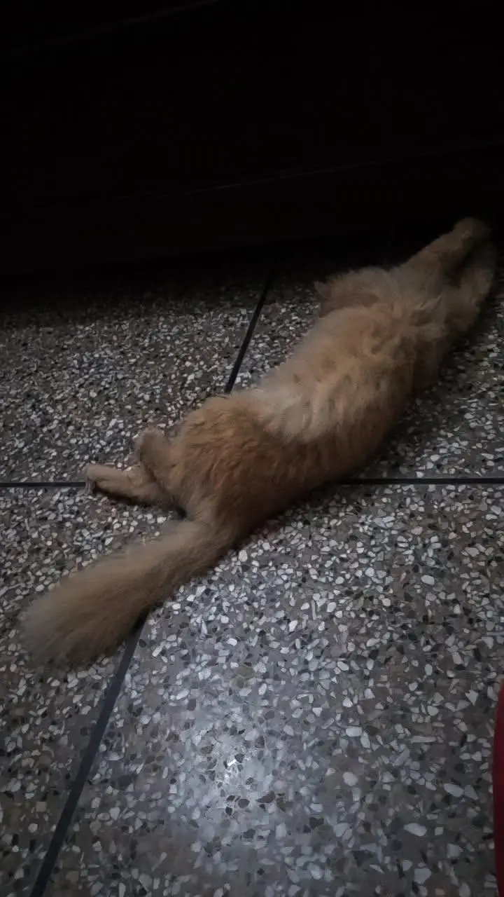 American semi punch face adult cat