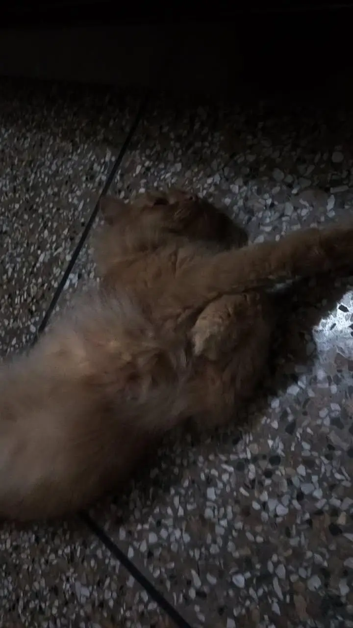 American semi punch face adult cat — photo 2