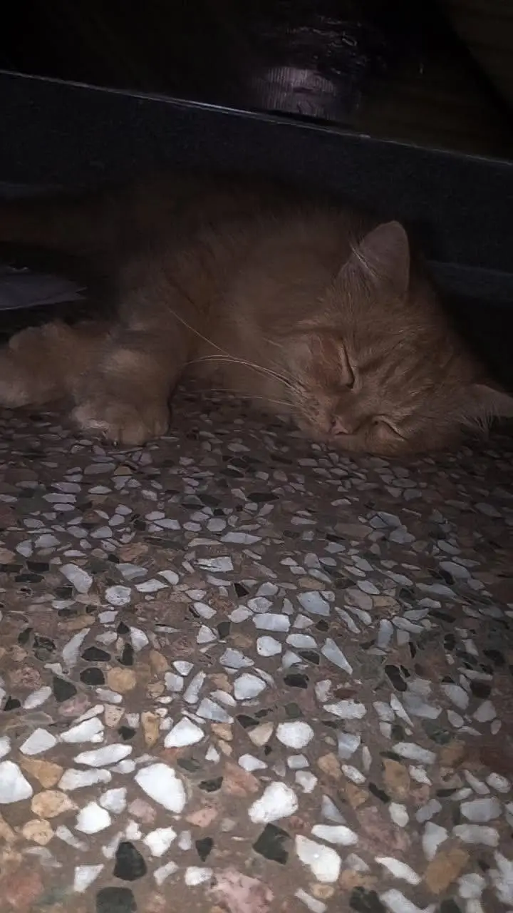 American semi punch face adult cat — photo 3