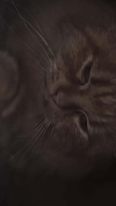 American semi punch face adult cat