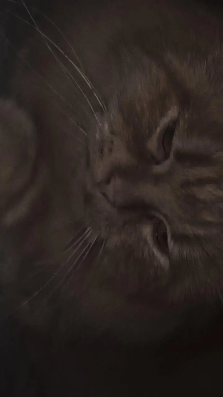 American semi punch face adult cat — photo 4
