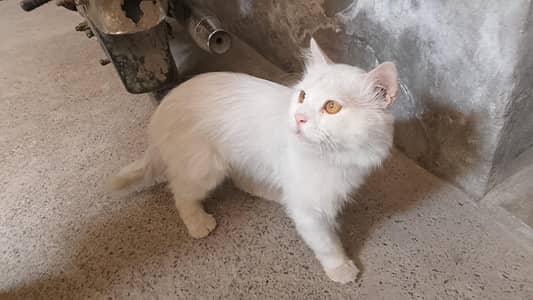1 pair of persian cats for sale