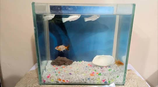 Fish with aquarium