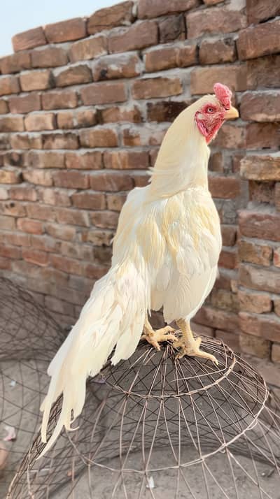 High quality birds available cargo available all pks