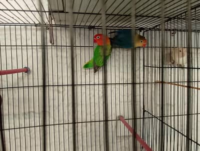 Birds