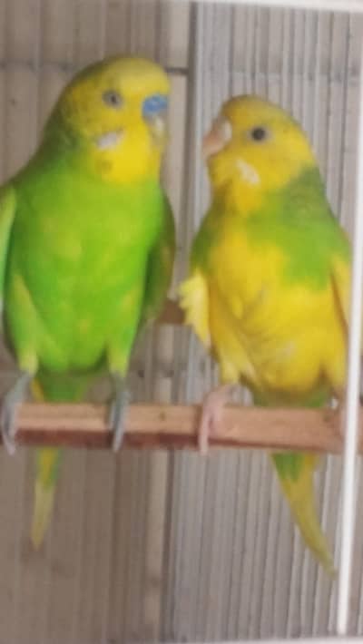 pair and Cage available