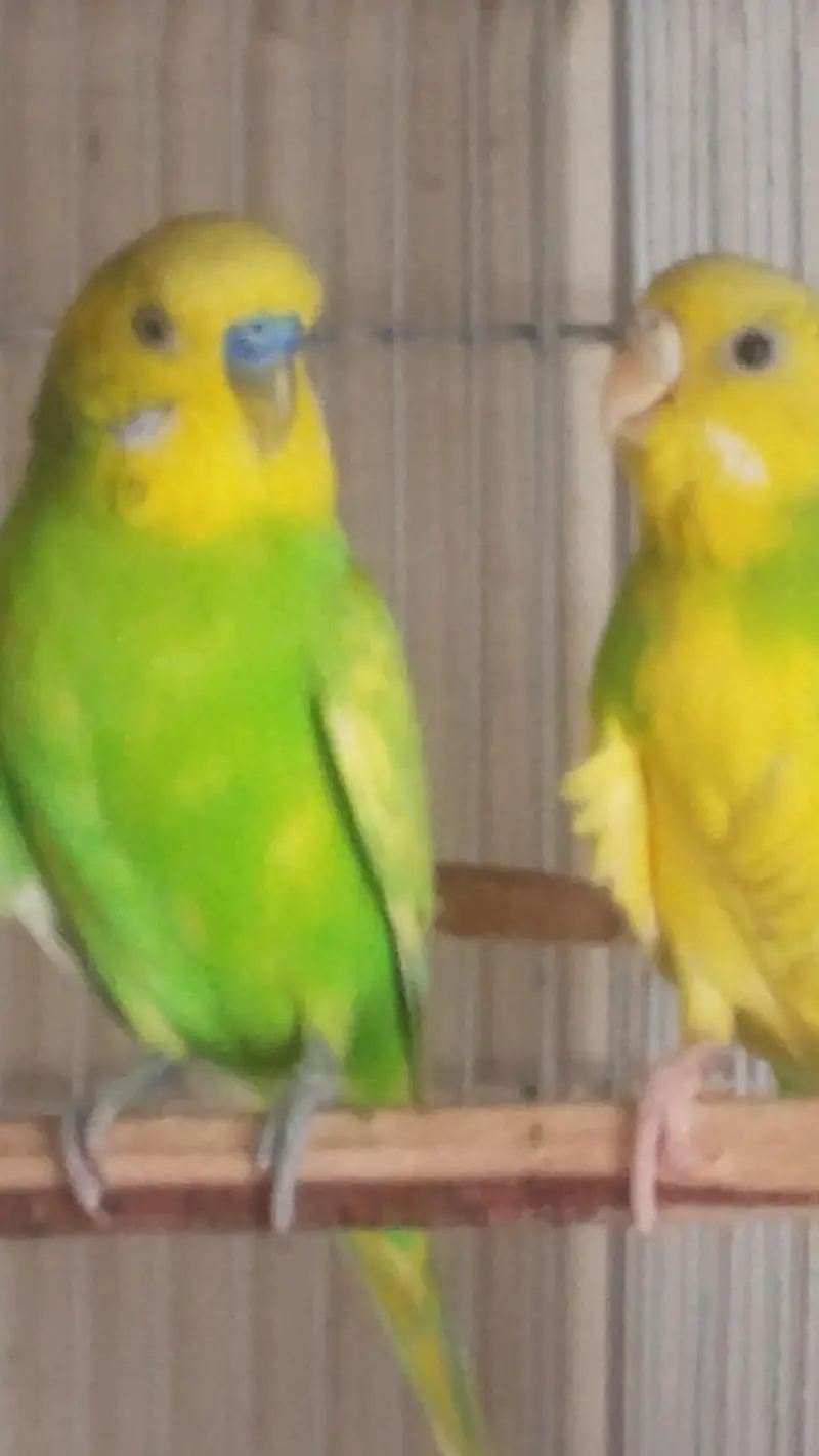 pair and Cage available — photo 2