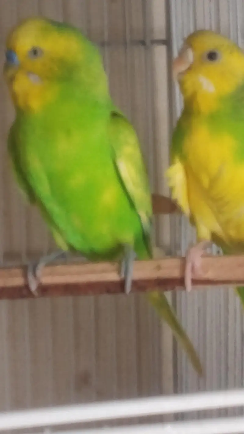 pair and Cage available — photo 3