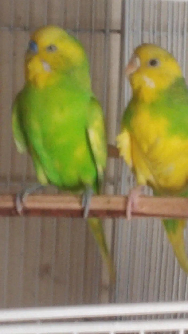 pair and Cage available — photo 4