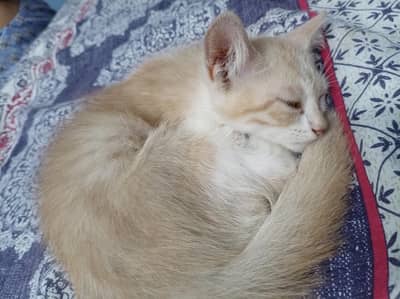 Mauzi Cat with White and Gold Fur