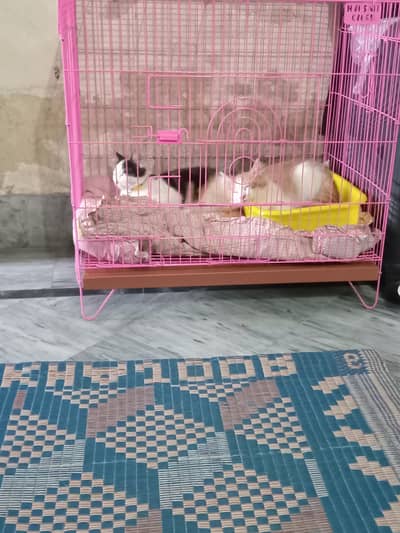 trained cat