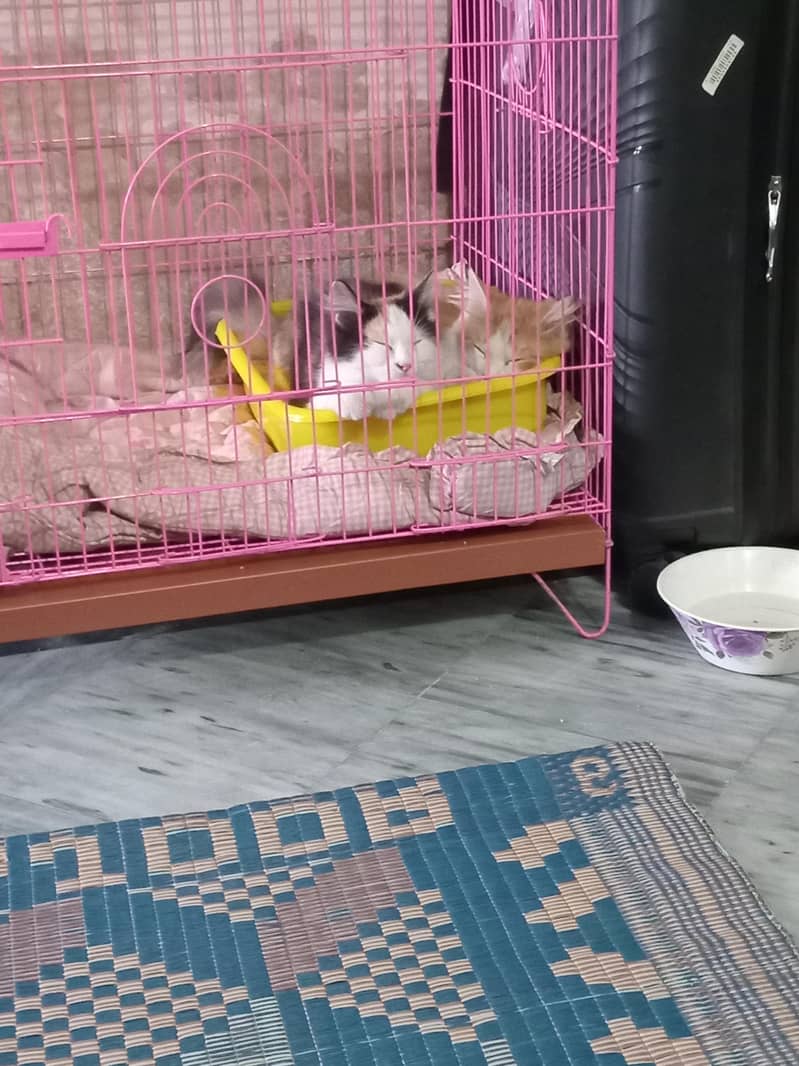 trained cat 1