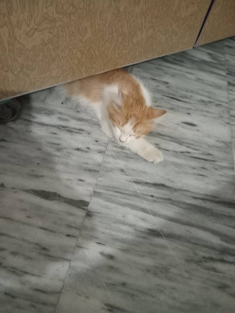 trained cat 2