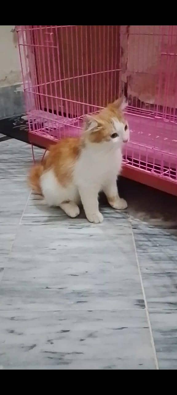 trained cat 3