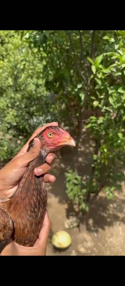 KHAJOORI MIANWALI ASEEL MURGI