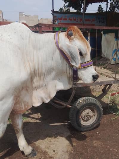mashalla desi bachron ki jori Ghar ke pale