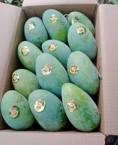 Fresh Multani Chonsa Mango