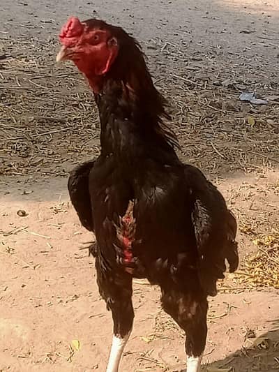 black and red male choreas nalli WhatsApp number ha