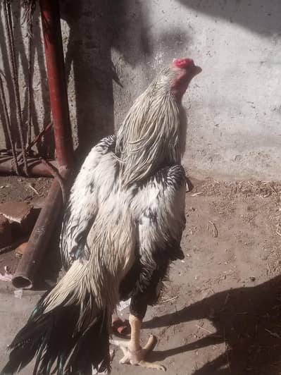 Murga For Sale