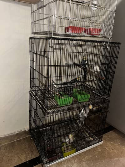 Parrots Cages for sale