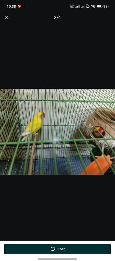 love birds
