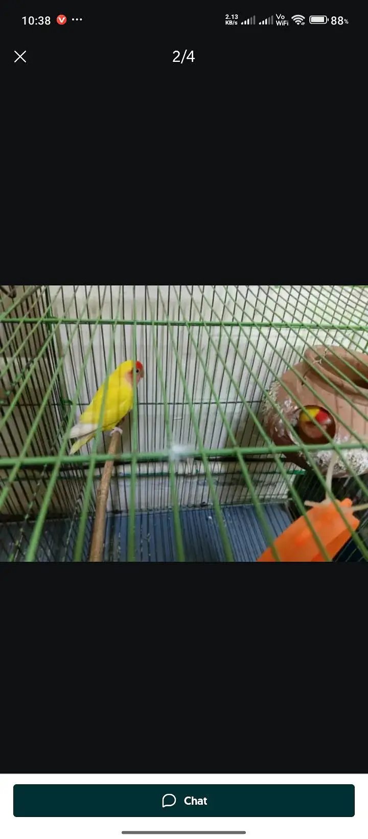 love birds