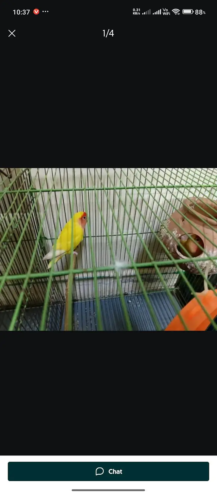 love birds — photo 2