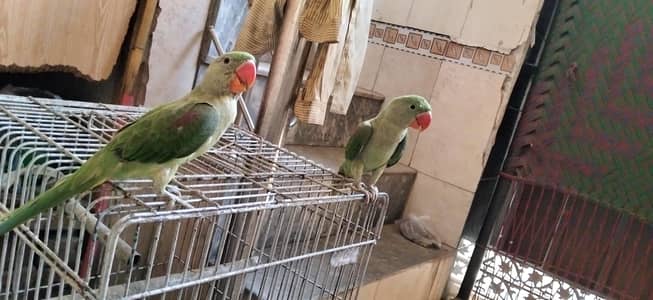 raw parrot male or female hain