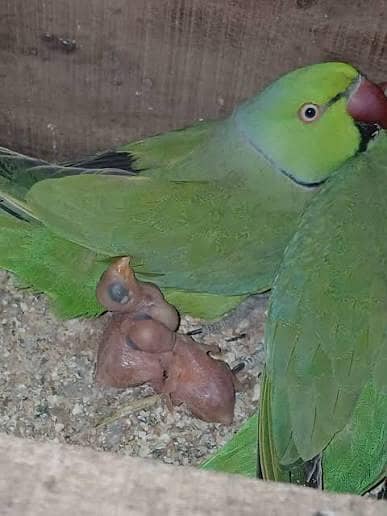 breeder pair