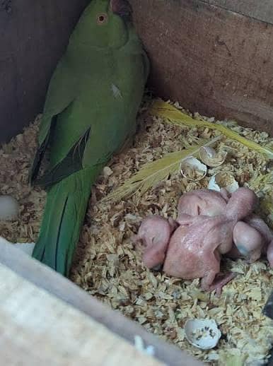 breeder pair 2