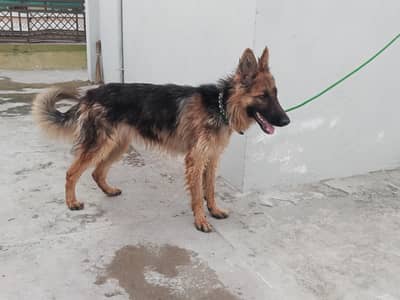 100% original breed fully vaccinated