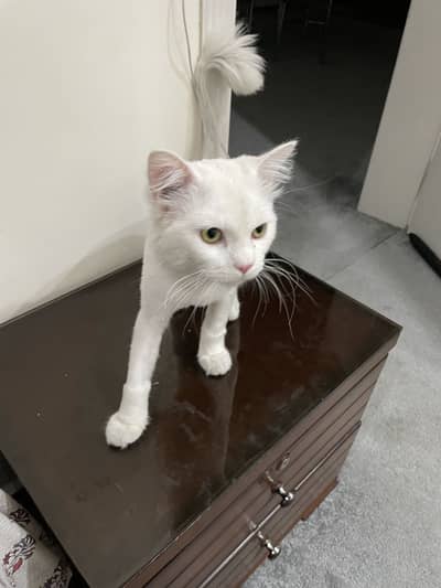 Persian cat for sale