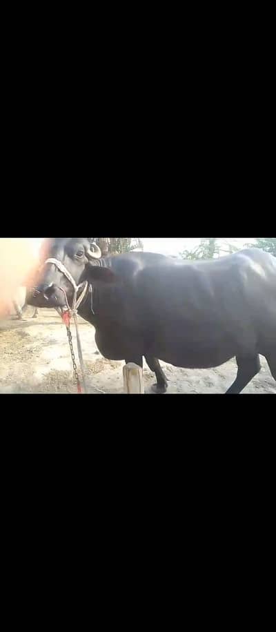 buffalo female  jwaan hy